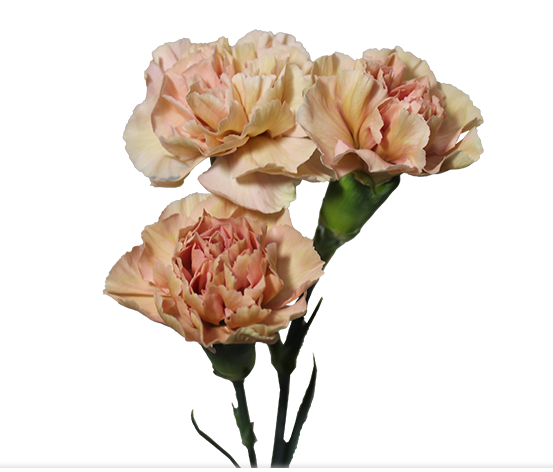 CRAVO SPRAY CANELA 060 CM