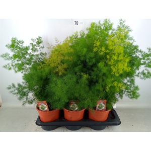 Asparagus umbellatus