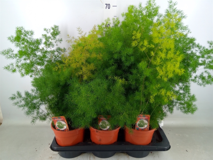 <h4>Asparagus umbellatus</h4>