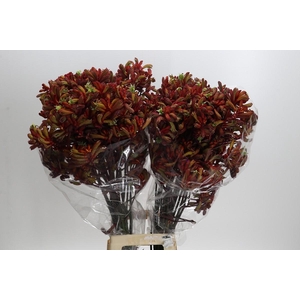 Kangaroo Paw Early Spring