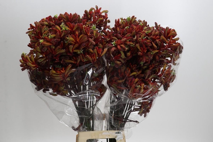 <h4>Kangaroo Paw Early Spring</h4>