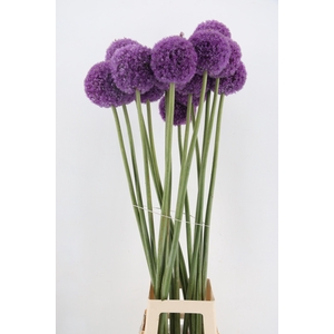 ALLIUM GIGANTEUM