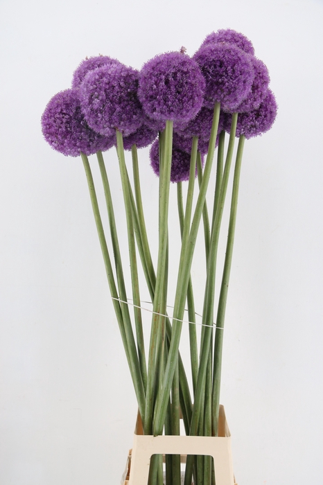 ALLIUM GIGANTEUM