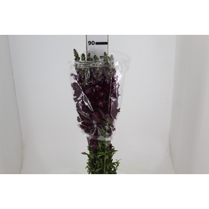BOCA DE LEAO VINHO 070 CM
