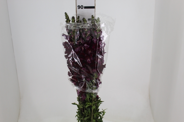 <h4>BOCA DE LEAO VINHO 070 CM</h4>