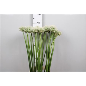 Allium Mount Everest