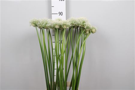 <h4>Allium Mount Everest</h4>