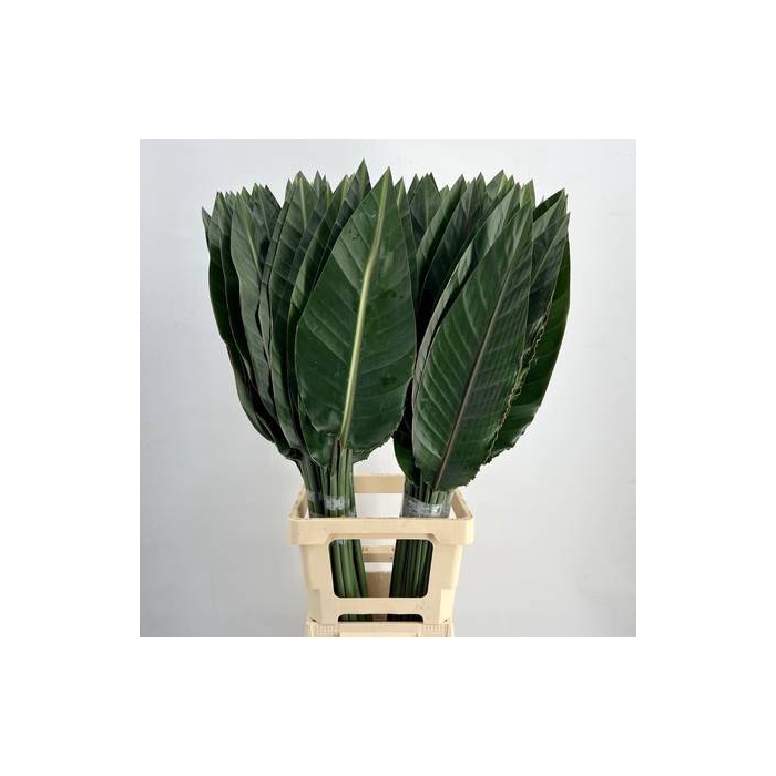 <h4>Strelitzia Reginae Blad</h4>