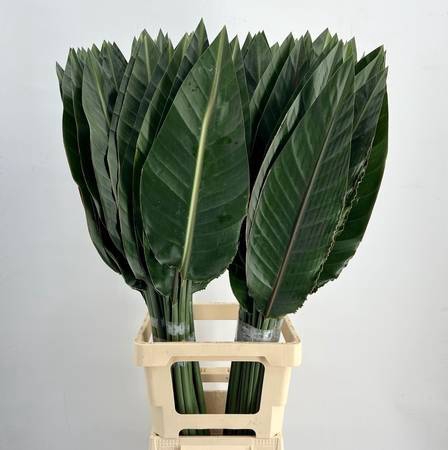 <h4>Strelitzia Reginae Leaves</h4>