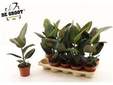 <h4>Fic El Robusta</h4>