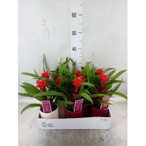 Guzmania  'Mia'