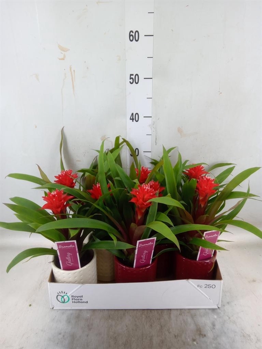 <h4>Guzmania  'Mia'</h4>