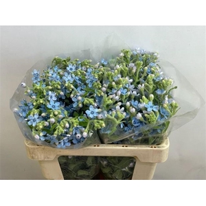 OXY CO TAN PURE BLU