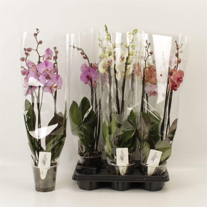 <h4>PHAL GEM 4 KL</h4>