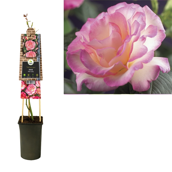 <h4>Rosa 'Pink Candy' +3.0 label</h4>