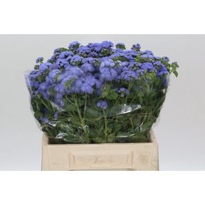 AGER H BLUE PLANET