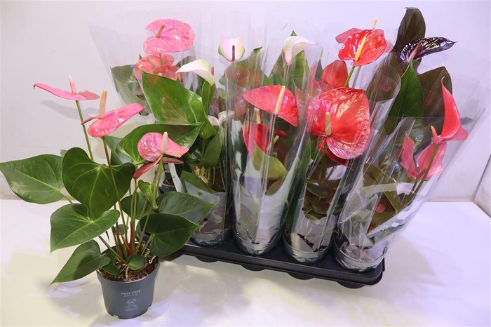 <h4>Anthu An Gem</h4>