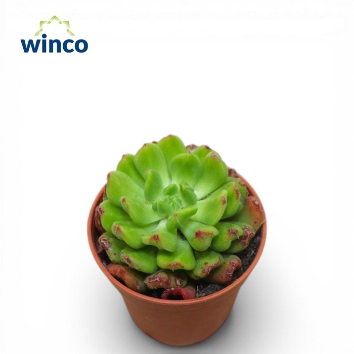 <h4>Echeveria Red Lantern</h4>