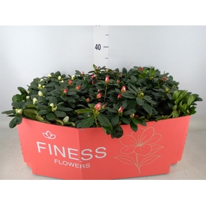 Rhododendron sim.   ...mix 3