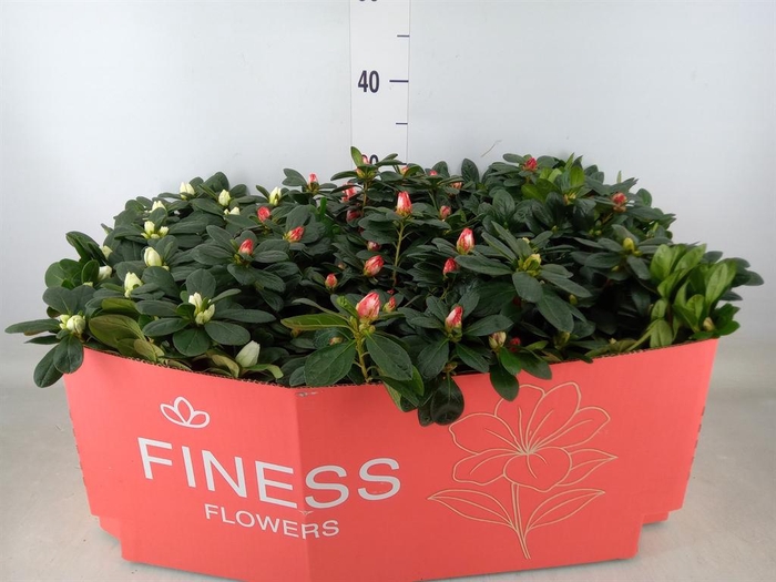 <h4>Rhododendron sim.   ...mix 3</h4>