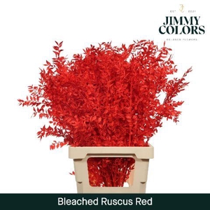 Ruscus Bleached Italy L70 Red