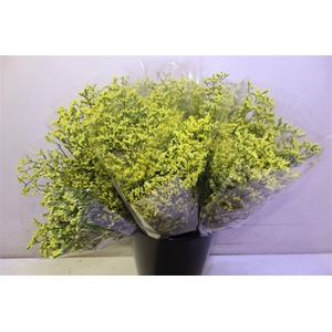 Lim Sin China Summer X5