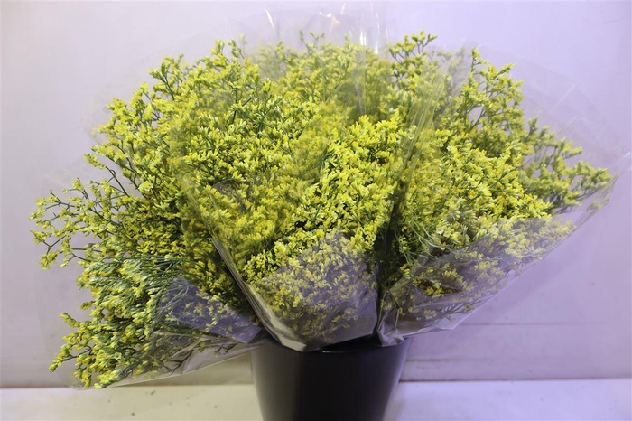 <h4>Lim Sin China Summer X5</h4>