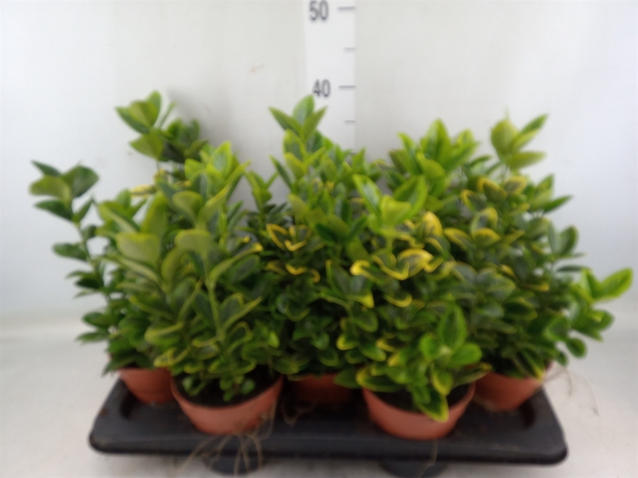 <h4>Euonymus japon. 'Aureus'</h4>