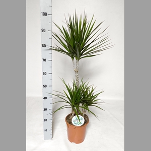 DRA MARGINATA