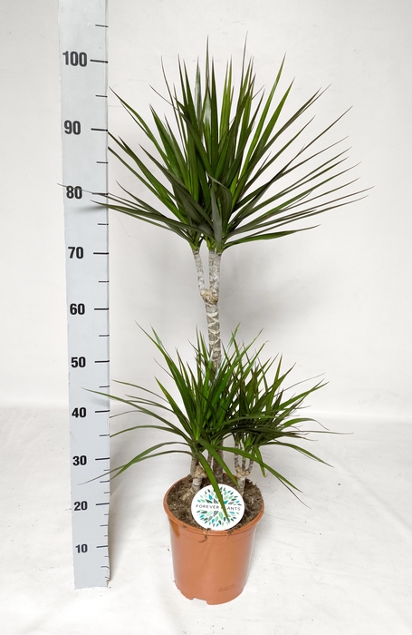 <h4>DRA MARGINATA</h4>