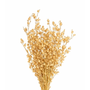 Dried Silene Natural Bunch