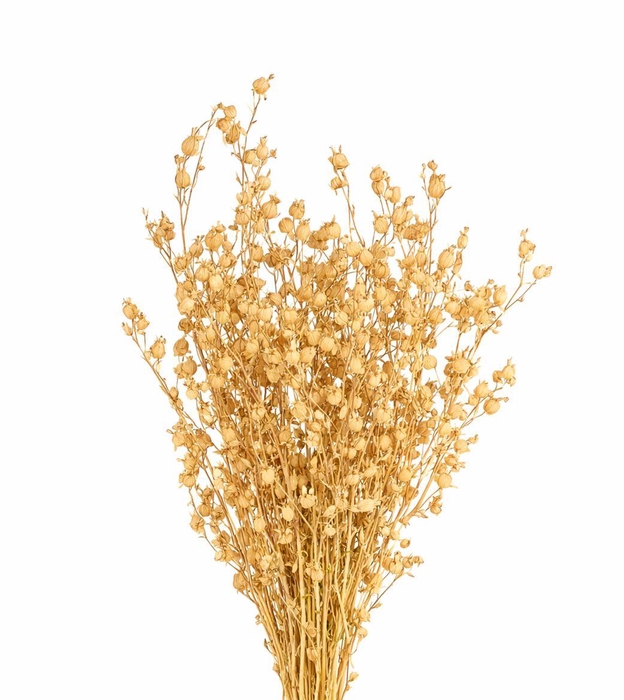 <h4>Dried Silene Natural Bunch</h4>