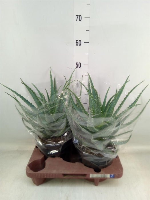 <h4>Aloe arborescens</h4>