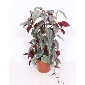 Cissus discolor Floramagic Violet V