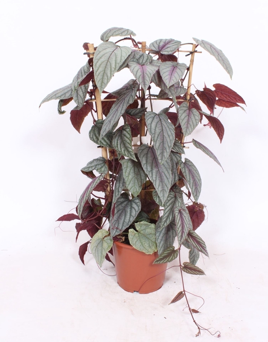 Cissus discolor Floramagic Violet V