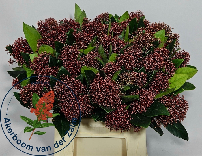 <h4>SKIM J RUBELLA BS</h4>