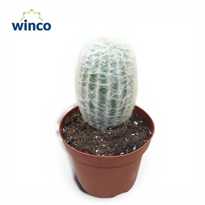 <h4>ESPOSTOA LANATA</h4>