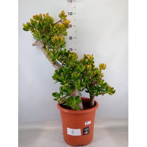Crassula ovata 'Sunset'