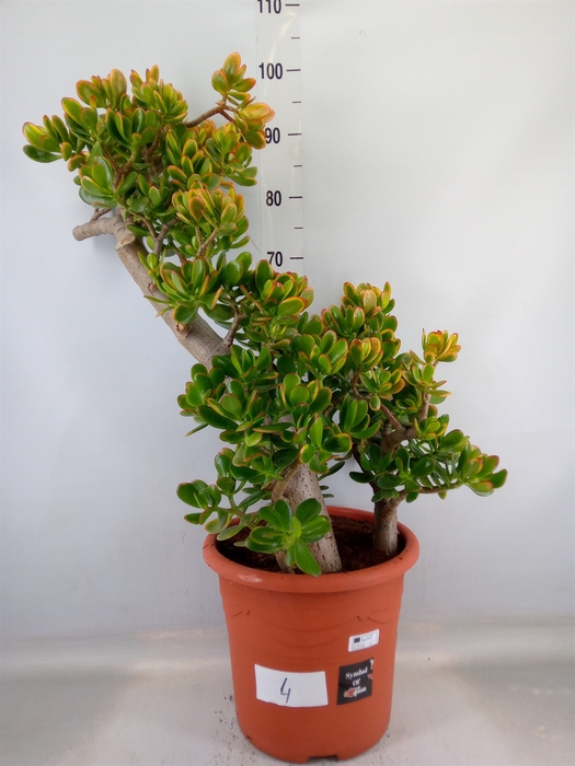 <h4>Crassula ovata 'Sunset'</h4>
