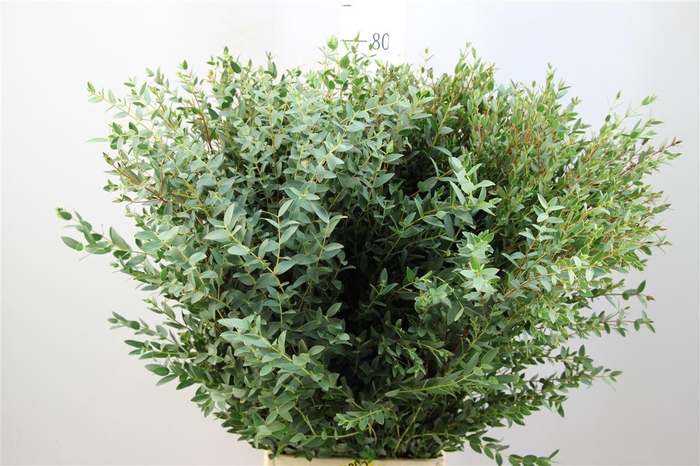 <h4>Euca Parvifolia</h4>