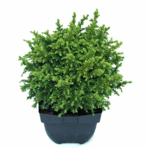 Cryptomeria jap. 'Vilmoriniana' P17