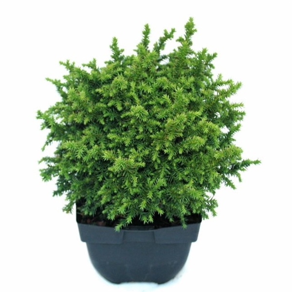 <h4>Cryptomeria jap. 'Vilmoriniana' P17</h4>