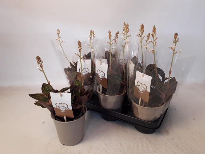 <h4>LUD DISCOLOR</h4>