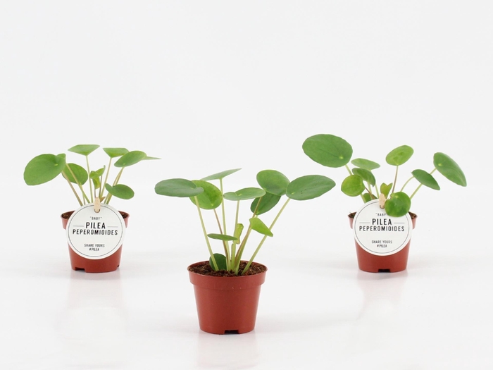 <h4>Pilea peperomoides</h4>