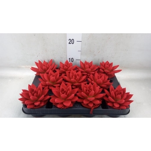 Echeveria  'Miranda'