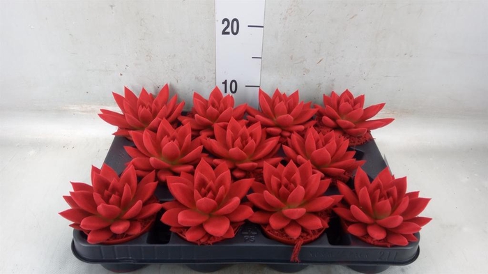 <h4>Echeveria  'Miranda'</h4>