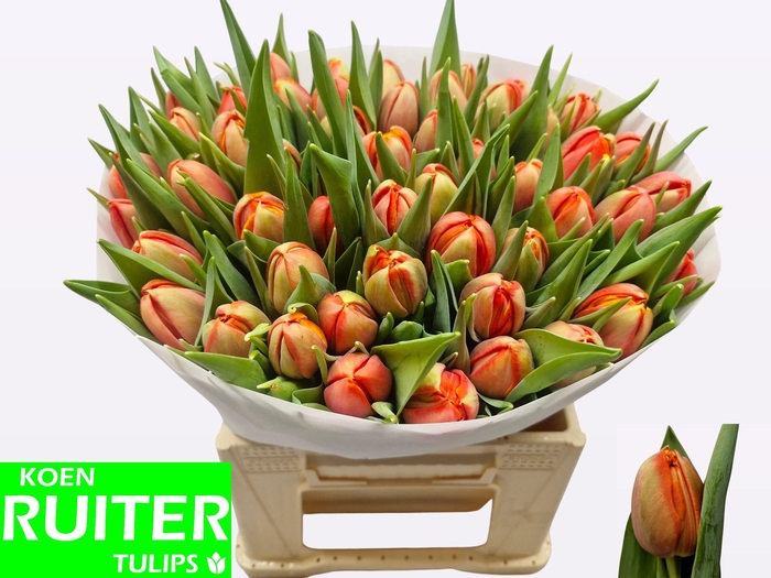 <h4>TU DU TERMINATOR</h4>