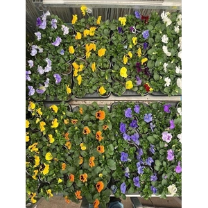 Vio F1 Hybr Mixk 1 Kleur Per Tray