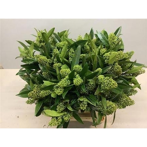 Skimmia C Kew Green Bs