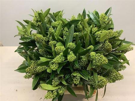 <h4>Skimmia C Kew Green Bs</h4>